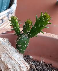 Check out our looks like cactus selection for the very best in unique or custom, handmade pieces from our shops. This Man Shaped Cactus That Came Out From A Dead Stem Mildlyinteresting