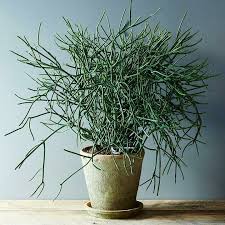 How to grow firestick plant euphorbia tirucalli. Pencil Cactus Or Walking Stick Cactus 5 Cuttings Pencil Cactus Hanging Plants Plants