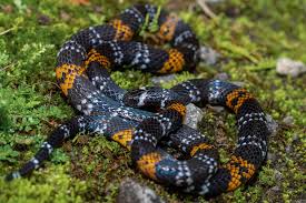 Image result for Monotes elegans