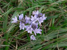Image result for Scilla benguellensis