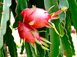 By simply putting the juice or a conditioner containing dragon fruit on your scalp, you can protect your chemically treated or colored hair. How Does Your Dragon Fruit Grow