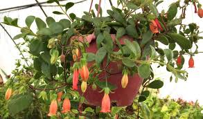 Image result for Kalanchoe manginii