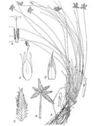 Image result for Courtoisina assimilis