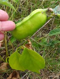 Image result for Canavalia cathartica