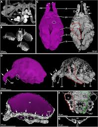 Image result for Pycnosphaera