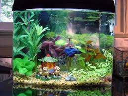 I Like How This Betta Tank Is Set Up So Peaceful Looking Betta Fish Betta Aquarium Betta Tank