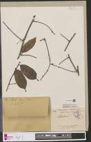 Image result for Chrysophyllum welwitschii