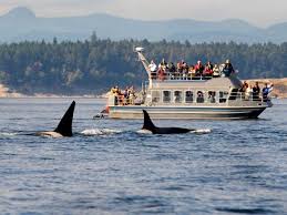 Boat rentals, kayaks, stand up paddleboards (sups), jet skis, a maritime museum, sunbathing on the beach, restaurants for breakfast, lunch and dinner, deep sea fishing, scuba diving, a water taxi, and whale watching, even an ice cream cone to enjoy in the shade. Top Whale Watching Destinations In North America Travel Channel Travel Channel