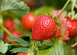 Check spelling or type a new query. Tips On Planting Growing Strawberries Miracle Gro
