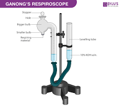How to measure cellular respiration in plants. Study Of Rate Of Respiration In Various Parts Of The Plant
