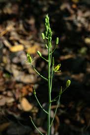 Image result for Albuca kirkii