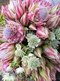 Check spelling or type a new query. Pink Blushing Bride Protea And Astrantias Bouquet Amazing Flowers Protea Flower Beautiful Flowers