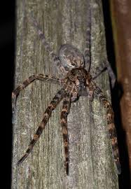 Black And Brown Wolf Spider Wolf Spider Michigan Wolf Spider Spider Fact Spider