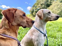 These labrador retriever puppies located in virginia come from different cities, including, ruther glen, prospect, boston. English Lab Vs American Lab Which Is The Best For You K9 Web