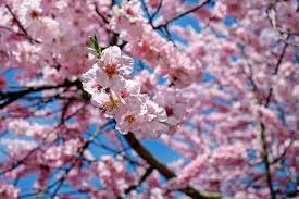 Scarica questa immagine gratuita di fiore di ciliegio giapponese dalla vasta libreria di pixabay di immagini e video di pubblico dominio. 11 Tipi Di Alberi Giapponesi Per Uso Esterno Giardinaggio