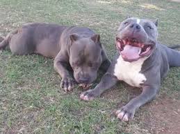 Pitbulls breeder offers the highest quality pitbull puppies for sale in the world. American Pit Bull Terrier Puppies For Sale Chicago Il 241168