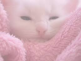 H E L P L E S S In 2020 Cat Aesthetic Baby Pink Aesthetic Pink Aesthetic
