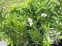 Image result for Synandrodaphne