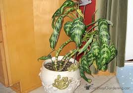 It was found for the first time in the area called new world tropics which covers mexico. How To Care For Dieffenbachia Dumb Cane Get Busy Gardening
