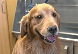 Easy access to obituaries, local news, front pages and more. Pet Tales Daniel Didn T Win At Westminster But He S Still Golden Pittsburgh Post Gazette
