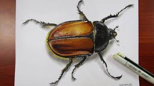 Art Painting Drawing Tips And Tutorials Drawing A Realistic Beetle Realistic Drawings 3d Drawings Beetle Drawing