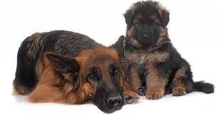 6 week old black german shepherd. German Shepherd Weight And Growth Chart Puppy To Adult The German Shepherder