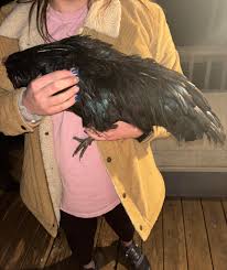 Hey all! What we originally thought was Hennifer Eggiston might not be a  Hennifer… I see saddle feathers and possible spurs coming in? Very small  comb. Extremely relaxed and doesn't mind being