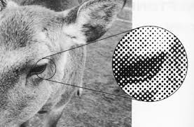 In many cases, the best resolution for printing is 300 ppi. Https Cft Vanderbilt Edu Wp Content Uploads Sites 59 Image Resolutions Pdf