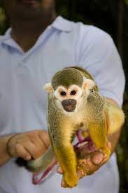 Maybe you would like to learn more about one of these? The Free Spirited One Can Squirrel Monkeys Be Kept As Pets Pet Ponder