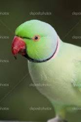 Parrot price in islamabad is relatively high than parrot price in lahore or parrot price in karachi, because here in islamabad, mostly people are bird fancier, and living standard is high. Male Indian Ring Neck Parrot Karachi Free Classifieds In Pakistan