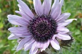 Image result for Berkheya speciosa