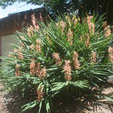 Image result for Hedychium