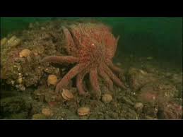 This varied diet enables the sunflower star to forage and feed in various habitats from mud to solid rock. Sunflower Sea Star Youtube