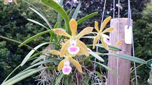 We did not find results for: Encyclia Tampensis Youtube