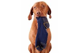 Your Dog Ate A Sock Is It Dangerous What To Do Next Dog Eating Your Dog Dogs