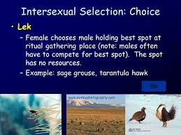 Suppose there is group of male and femal. Males And Females Often Look Different Ppt Download