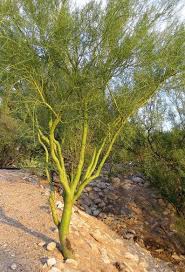 Palo verde is also a town in california. 50 Foothill Palo Verde Cercidium Microphyllum Seeds Etsy In 2021 Low Water Gardening Hillside Landscaping Palo Verde