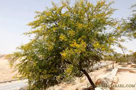 Image result for Acacia farnesiana