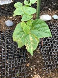 つるありさやインゲンのつる先が枯れます 株は元気です 害虫でし Yahoo 知恵袋