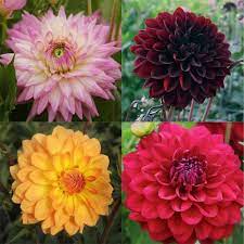 Dahlia Natural Blooming Season Summer Relative Cost Mid Diy Wedding Flowers Wholesale Flowers Wholesale Flowers Online