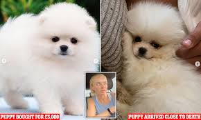 Pomeranian tuft puppies on a gray background. Influencer Shares Her Distress As Puppy Farm Breeder Delivers A Pomeranian Starving To Death Daily Mail Online