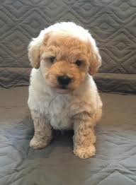 Bichpoo puppies for sale in north carolina. Poochon Puppies For Sale In Exeter Dogsandpuppies Co Uk
