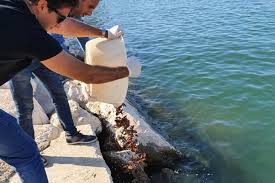 Fa cioè parte del genere di molluschi bivalvi, riuniti spesso in grandi colonie, che si fissano alle rocce. Pesca Illegale Di Datteri Di Mare Attenzione Alta Sulle Coste In Zona Barletta