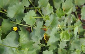 Image result for Cucumis maderaspatanus