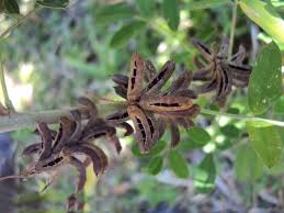 Image result for Indigofera drepanocarpa