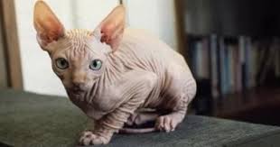 اليوم السابع - News update