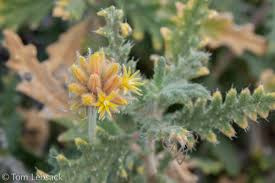 Image result for Blotiella sinuata