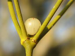 Image result for Viscum combreticola