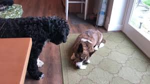 My dog is resource guarding almost everything. Resource Guarding In Dogs What To Do And What Not To Do