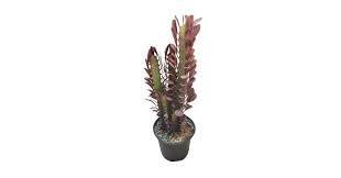 Image result for Euphorbia rubriflora
